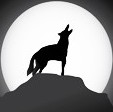 Coyote